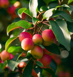 Malus sieversii (Shakar Crabapple, Shakar Crab Apple, Wild Apple)