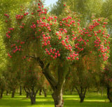 Malus sieversii (Shakar Crabapple, Shakar Crab Apple, Wild Apple)