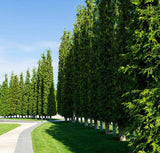 Thuja occidentalis 'Pyramidalis' (Pyramidal American Arborvitae)