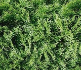 Thuja occidentalis 'Pyramidalis' (Pyramidal American Arborvitae)