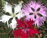 DIANTHUS superbus (Fringed Pinks, Mixed)