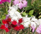 DIANTHUS superbus (Fringed Pinks, Mixed)