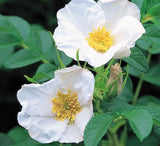 Rosa rugosa 'Alba' (White Rugosa Rose, Beach Rose, Japanese Rose)