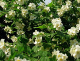 Rosa rugosa 'Alba' (White Rugosa Rose, Beach Rose, Japanese Rose)