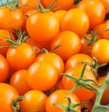 Sun Gold, Sungold F1 Hybrid Tomato, Cherry Tomato (Solanum lycopersicum) Brix rating 8-9