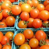 Sun Gold, Sungold F1 Hybrid Tomato, Cherry Tomato (Solanum lycopersicum) Brix rating 8-9