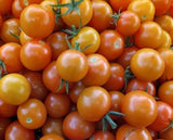 Sun Gold, Sungold F1 Hybrid Tomato, Cherry Tomato (Solanum lycopersicum) Brix rating 8-9