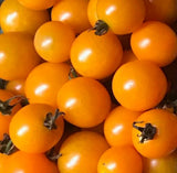 Sun Sugar, SunSugar F1 Hybrid Tomato, Cherry Tomato (Solanum lycopersicum) Brix rating 9-10