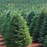 Abies procera (Noble Fir, Red Fir, White Fir, Christmas Tree)