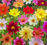 Dahlia variabilis (Dwarf Single Mix)