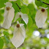 Davidia involucrata (Dove Tree, Ghost Tree, Handkerchief Tree, Laundry Tree)