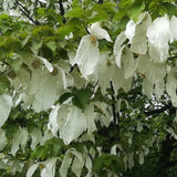 Davidia involucrata (Dove Tree, Ghost Tree, Handkerchief Tree, Laundry Tree)