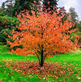 Davidia involucrata (Dove Tree, Ghost Tree, Handkerchief Tree, Laundry Tree)