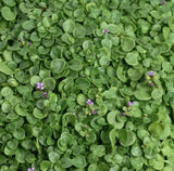 Corsican Mini Mint (Mentha requienii) 25/50 Pelleted Seeds, Grass Seed Alternative
