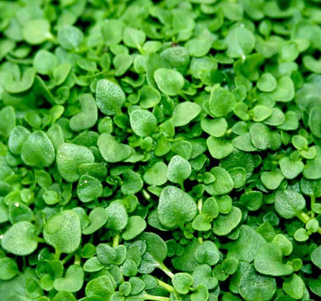 mint seeds for planting Corsican Mini Mint (Mentha requienii) 25/50 Pelleted Seeds, Grass Seed – MySeedsCo