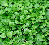 Corsican Mini Mint (Mentha requienii) 25/50 Pelleted Seeds, Grass Seed Alternative