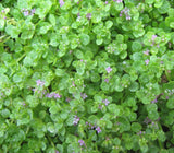 Corsican Mini Mint (Mentha requienii) 25/50 Pelleted Seeds, Grass Seed Alternative