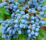 Mahonia aquifolium, Berberis aquifolium (Oregon Grape, Blue Barberry, Berberia aquifolium, Oregon Grapeholly)