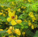 Cassia fasciculata (Showy Partridge Pea)
