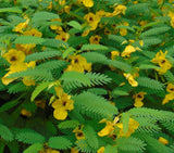 Cassia fasciculata (Showy Partridge Pea)