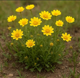 LASTHENIA glabrata (Goldfields)