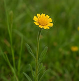 LASTHENIA glabrata (Goldfields)