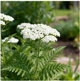 ACHILLEA millefolium (White Yarrow)