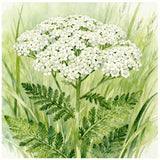 ACHILLEA millefolium (White Yarrow)