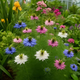 Nigella damascena 'Miss Jekyll' (Love-in-a-Mist)