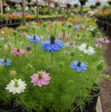 Nigella damascena 'Miss Jekyll' (Love-in-a-Mist)