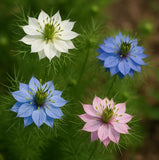 Nigella damascena 'Miss Jekyll' (Love-in-a-Mist)