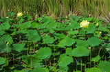 Nelumbo lutea (American lotus, Yellow sacred lotus, Yellow lotus)