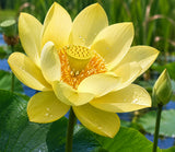 Nelumbo lutea (American lotus, Yellow sacred lotus, Yellow lotus)