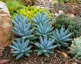 Sedeveria Blue Burrito Succulent (Blue Burrito, Blue Burrito Sedeveria) - Succulent Seeds / Plug Plants / Seedlings & Transplants