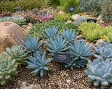 Sedeveria Blue Burrito Succulent (Blue Burrito, Blue Burrito Sedeveria) - Succulent Seeds / Plug Plants / Seedlings & Transplants