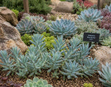 Sedeveria Blue Burrito Succulent (Blue Burrito, Blue Burrito Sedeveria) - Succulent Seeds / Plug Plants / Seedlings & Transplants