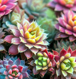 Sempervivum Hybridum  (Hen & Chicks Cactus Mixed) Succulent Seeds - 1,000 Seeds Per Pack