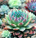 Sempervivum Hybridum  (Hen & Chicks Cactus Mixed) Succulent Seeds - 1,000 Seeds Per Pack