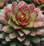 Sempervivum Hybridum  (Hen & Chicks Cactus Mixed) Succulent Seeds - 1,000 Seeds Per Pack