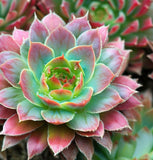 Sempervivum Hybridum  (Hen & Chicks Cactus Mixed) Succulent Seeds - 1,000 Seeds Per Pack