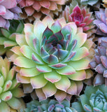 Sempervivum Hybridum  (Hen & Chicks Cactus Mixed) Succulent Seeds - 1,000 Seeds Per Pack