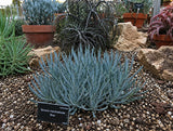 Senecio mandraliscae 'Blue', Curio mandraliscae Succulent (Blue Chalk Sticks, Blue Finger Senecio, Blue Chalk Fingers) - Succulent Seeds / Plug Plants / Seedlings & Transplants