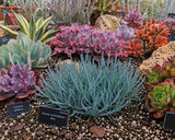 Senecio mandraliscae 'Blue', Curio mandraliscae Succulent (Blue Chalk Sticks, Blue Finger Senecio, Blue Chalk Fingers) - Succulent Seeds / Plug Plants / Seedlings & Transplants