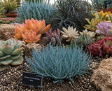 Senecio mandraliscae 'Blue', Curio mandraliscae Succulent (Blue Chalk Sticks, Blue Finger Senecio, Blue Chalk Fingers) - Succulent Seeds / Plug Plants / Seedlings & Transplants