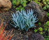 Senecio mandraliscae 'Blue', Curio mandraliscae Succulent (Blue Chalk Sticks, Blue Finger Senecio, Blue Chalk Fingers) - Succulent Seeds / Plug Plants / Seedlings & Transplants