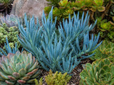 Senecio Serpens aka Curio repens Succulent (Blue Chalksticks, Blue Senecio, Blue Finger Succulent) - Succulent Seeds / Plug Plants / Seedlings & Transplants