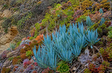 Senecio Serpens aka Curio repens Succulent (Blue Chalksticks, Blue Senecio, Blue Finger Succulent) - Succulent Seeds / Plug Plants / Seedlings & Transplants