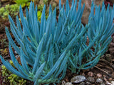 Senecio Serpens aka Curio repens Succulent (Blue Chalksticks, Blue Senecio, Blue Finger Succulent) - Succulent Seeds / Plug Plants / Seedlings & Transplants