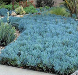 Senecio Serpens aka Curio repens Succulent (Blue Chalksticks, Blue Senecio, Blue Finger Succulent) - Succulent Seeds / Plug Plants / Seedlings & Transplants
