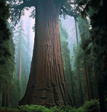 Sequoia gigantea (Giant Sequoia, Sierra Redwood, Dr. Seuss Tree)